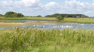 Slideshow Wetland