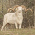 Ram 3